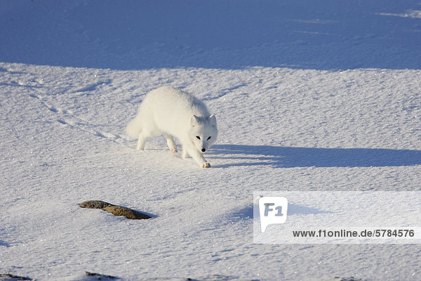 Der Polarfuchs (Vulpes Lagopus)  auch bekannt als die weiße fox  Fox oder Schnee Polarfuchs in der nördlichen tundra
