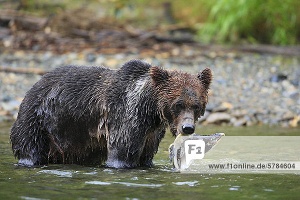 Grizzlybär (Ursus Arctos Horribilis) mit frisch Buckellachs oder gefangen Buckelwale Lachs (Oncorhynchus Gorbuscha) in Great Bear Rainforest in British Columbia  Kanada