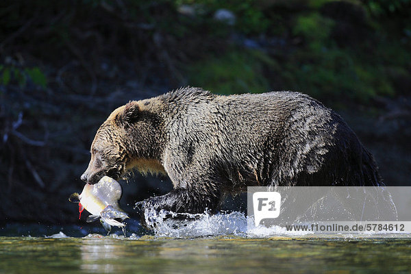 Grizzlybär (Ursus Arctos Horribilis) mit frisch gefangen  Buckellachs oder Buckelwale Lachs (Oncorhynchus Gorbuscha) in den Atnarko Fluss  BC  Kanada im Tweedsmuir Provincial Park