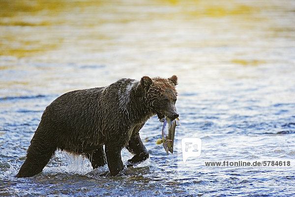 Grizzlybär (Ursus Arctos Horribilis) Great Bear Rainforest in British Columbia mit Lachs