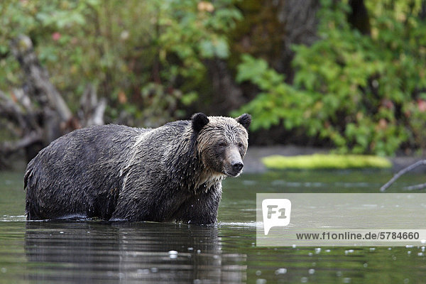 Grizzly Bear in der Great Bear Rainforest  British Columbia  Kanada