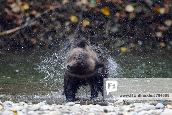 Grizzly bear cub in the Great Bear Rainforest  British Columbia  Canada