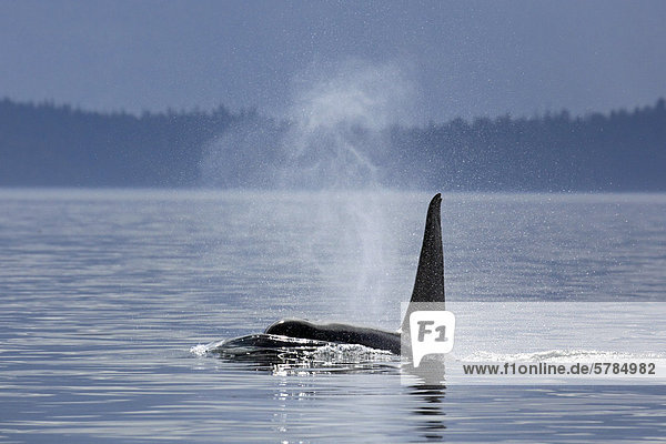 Schwertwal (Orcinus Orca)  gemeinhin als der Orca-Wal oder Orca in Johnstone Strait  BC  Kanada
