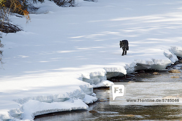 Wolf Canis lupus schwarz ungestüm Holz Banff Nationalpark Alberta Kanada