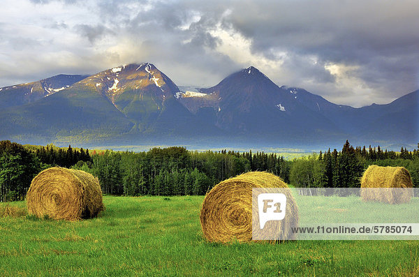 This landscape image of round hay bales in a farm field with Hudson Bay Mountain in the background was captured early one fall morning in the Bulkley Valley near Smithers British Columbia Canada.
