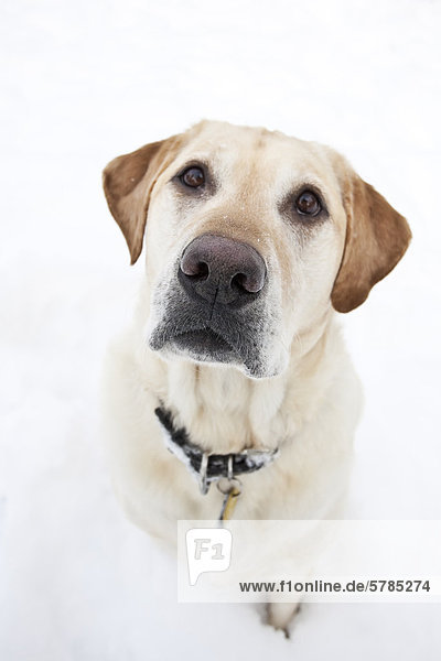Gelber Labrador Retriever  sitzt im Schnee  Porträt