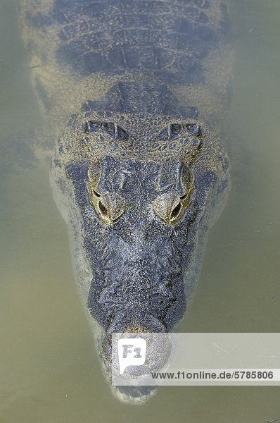 Crocodylus Moreletii Morelet Krokodil oder mexikanische Krokodil Coba Quintana Roo Mexiko
