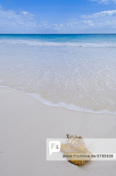 hoch oben Strand waschen Mexiko Muschel Quintana Roo Tulum