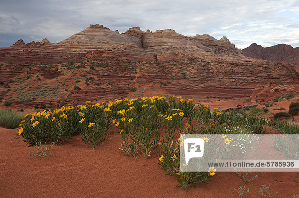 Nähert sich die Welle in North Coyote Buttes Paria Canyon-Vermilion Cliffs Wilderness Area Utah Vereinigte Staaten