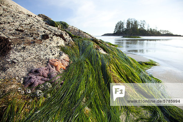 nahe Nationalpark sternförmig Strand Meer lang langes langer lange Insel Pazifischer Ozean Pazifik Stiller Ozean Großer Ozean Geräusch Gewölbe UNESCO-Welterbe Tofino British Columbia British Columbia Kanada Seestern Vancouver Biosphärenreservat