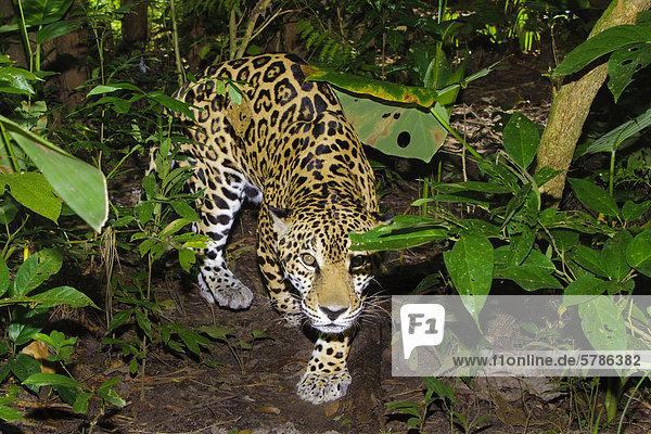 Jaguar (Panthera onca)  tropical rain forest  Belize  Central America