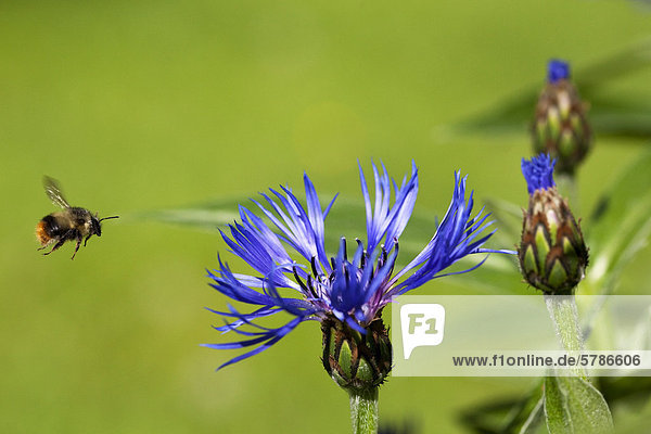Hummeln (Bombus) im Flug Batchelor Schaltfläche (Centaurea Montana) Garten Blume Sommer Roberts Creek Sunshine Coast b.c. Kanada