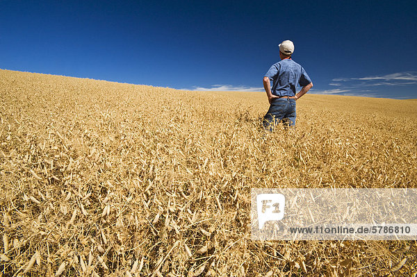 a farmer in a mature  harvest ready dry pea field near Swift Current  Saskatchewan  Canada