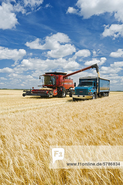 a combine augers barley into a farm truck parked next to a wheat field  during the harvest  near Dugald  Manitoba  Canada