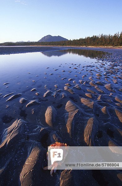 niedrig Strand Gezeiten Krabbe Krebs Krebse British Columbia Kanada Vancouver Island
