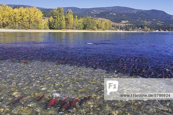 Adams River Sockeye in der Nähe von Chase British Columbia Kanada.