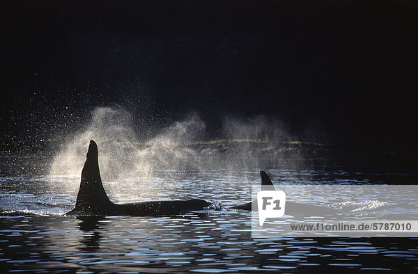 Schwertwal Orcinus orca Gegenlicht Paar Paare Insel Wal British Columbia Kanada Vancouver Island