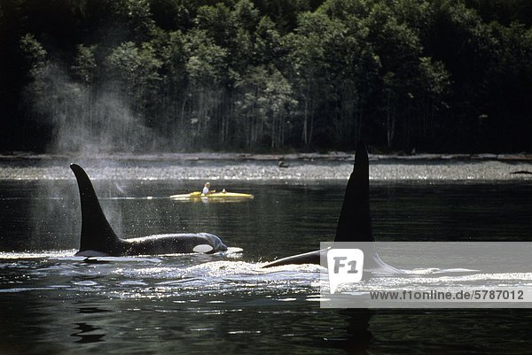 Schwertwal Orcinus orca Wal 2 British Columbia Kanada Seekajak Vancouver Island