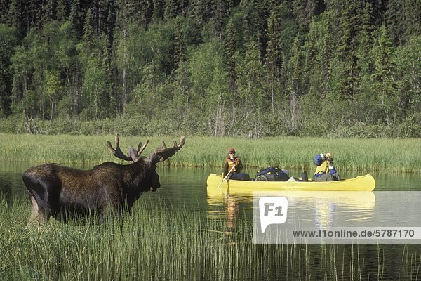 Bowron Lake Park  Moose und Kanuten  British Columbia  Kanada.