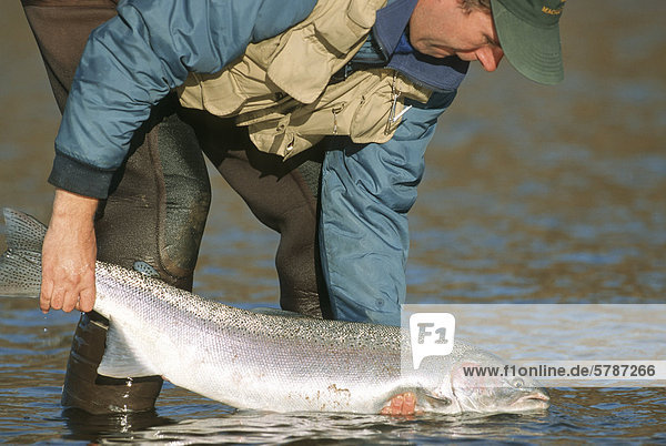 Flyfisherman releasing steelhead  Bulkley river  British Columbia  Canada.