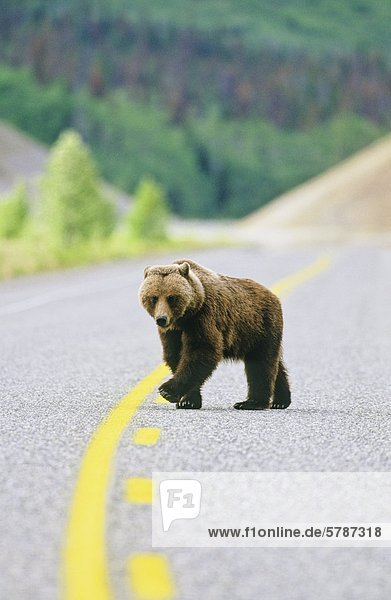 Grizzly zu Fuß das Zentrum des Alaska Highway  British Columbia  Kanada.