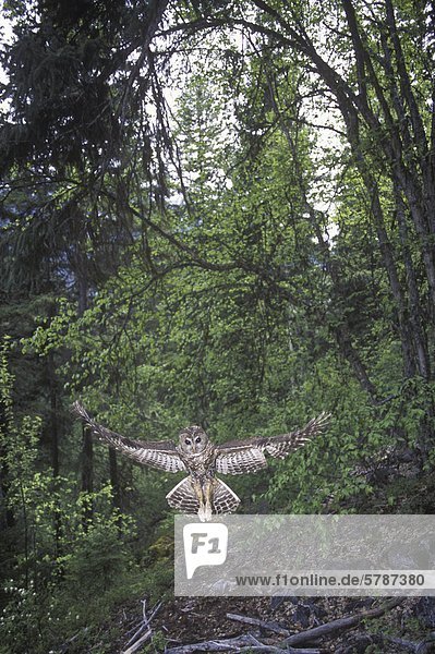 Die nördlichen Fleckenkauz im Flug (Strix Occidentalis Caurina) fand in der alten Wachstum Nadelwälder der südlichen  British Columbia  Kanada.