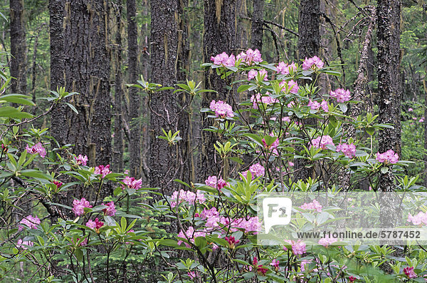 Pacific Rhododendren (R. Macrophyllum) blühen jedes Jahr im Juni in Manning Provincial Park Südwesten von British Columbia Kanada.