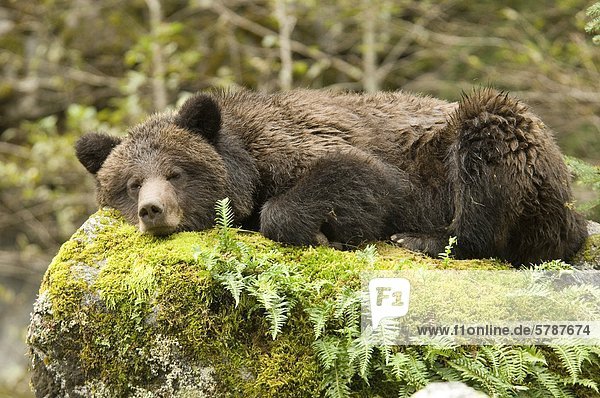 Coastal Grizzly Bear Ursus Arctos Horribilis schlafen zwischen Lachs Angeln  Great Bear Rainforest  British Columbia  Kanada.