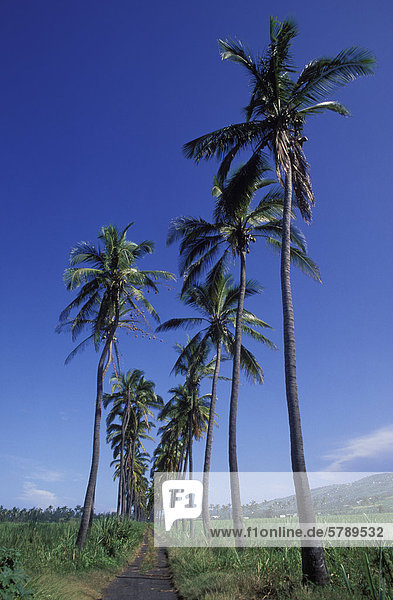 Cocos palms near Saint Louis on Reunion Island