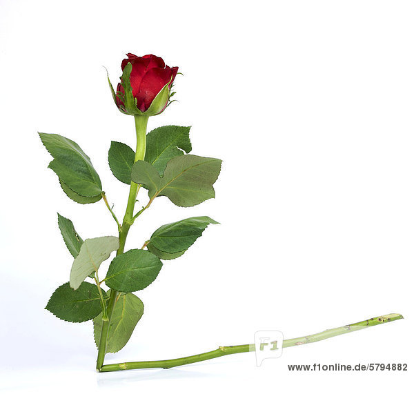 Rote Rose (Rosa) mit abgebrochenem Stiel