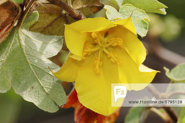 Flanellstrauch (Fremontodendron californicum)  Blüte  Vorkommen in Nordamerika  Ziergehölz  Nordrhein-Westfalen  Deutschland  Europa