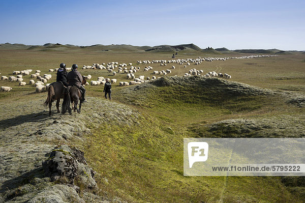 Flock of sheep on a green meadow or pasture  riders on horses  bringing down sheep in KirkjubÊjarklaustur  South Iceland  Iceland  Europe