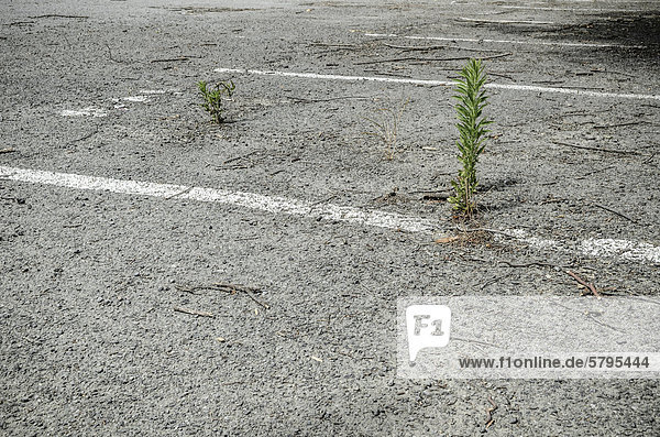 Verwaister Parkplatz im evakuierten Stadtzentrum Erdbebengebiet Christchurch Südinsel Neuseeland