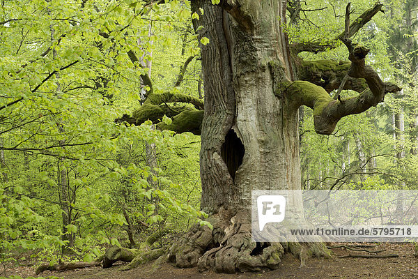 Kamineiche  Eiche (Quercus)  im Urwald Sababurg  Hofgeismar  Hessen  Deutschland  Europa