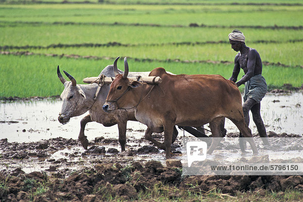 Farmer ploughing his field with oxen  at Cuttack  Orissa  East India  India  Asia