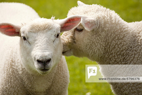 Junge Schafe auf dem Deich  Büsum  Kreis Dithmarschen  Schleswig-Holstein  Deutschland  Europa