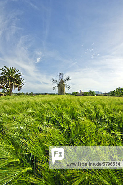Wheat field in front of a windmill  near MontuÔri  Majorca  Balearic Islands  Spain  Europe