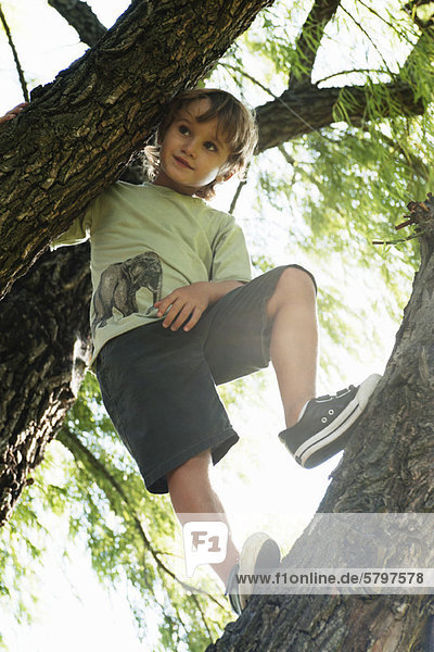 Boy standing in tree  low angle view