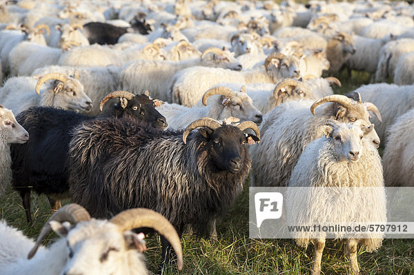 Schwarze Schafe zwischen weißen Schafen  Schafherde  Schafabtrieb bei KirkjubÊjarklaustur  Südisland  Island  Europa