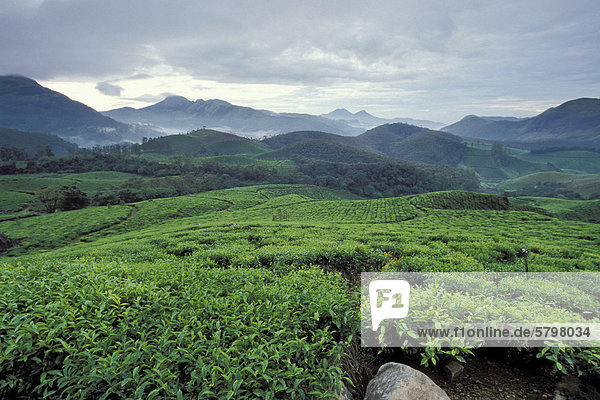 Teeplantagen bei Munnar  Kerala  Indien  Südindien  Asien