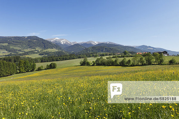 Blumenwiese bei Seckauü Seckauer Alpenü Obersteiermarkü Steiermarkü Österreichü Europa