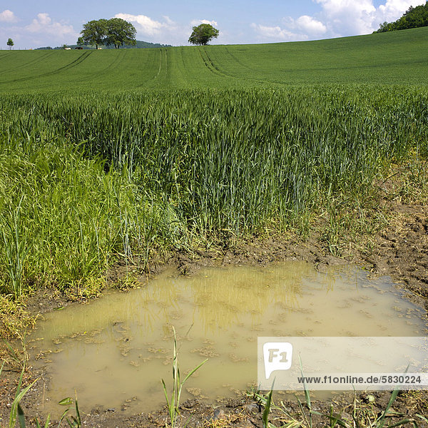 Puddle  field of wheat  Auvergne  France  Europe