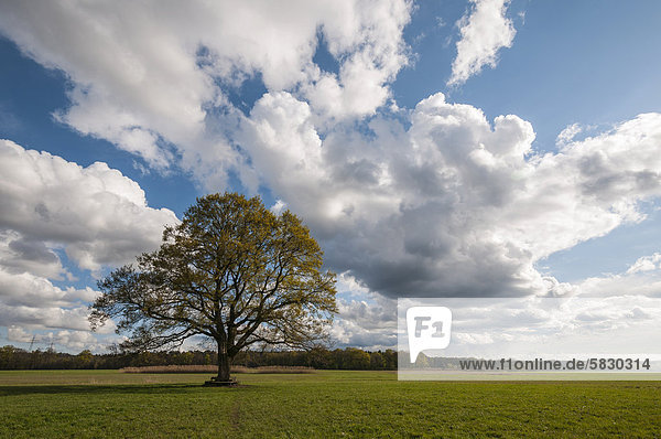 Solitäre Eiche (Quercus) in einer Feldlanschaft im zeitigen Frühjahr mit imposanter Wolkenbildung  bei Dreieich-Götzenhain  Hessen  Deutschland  Europa