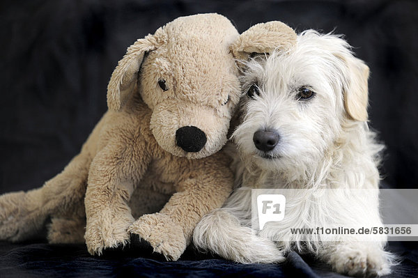 Terrier cross breed  1 year  with soft or cuddly toy