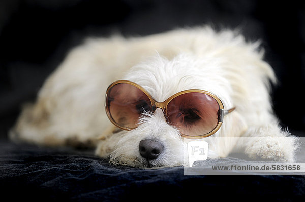 Terrier cross breed  1 year  wearing sunglasses