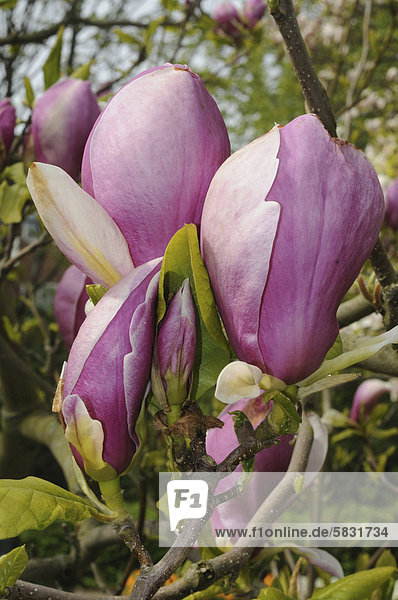 Purpur-Magnolie (Magnolia liliiflora)  Ystad  SkÂne  Schweden  Europa