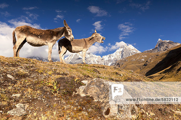 Two donkeys (Equus asinus) standing in front of Nevado Jirishanca mountain  Cordillera Huayhuash mountain range  Andes  Peru  South America