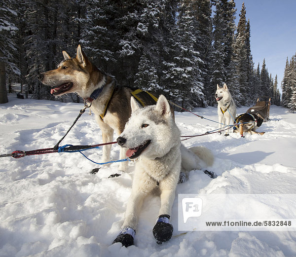 Schlittenhunde  Siberian Huskies und Alaskan Huskies  mit Stiefelchen an den Pfoten  bereit zu laufen  Yukon Territory  Kanada