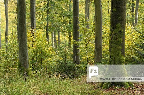Buche Buchen Europa Wald Bayern Deutschland