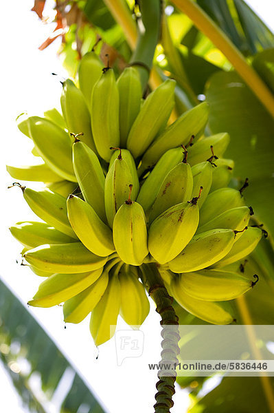 Bananas growing on tree